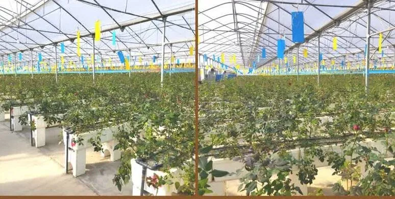 افتتاح ۲ طرح پرورش گل و گیاهان زینتی در خرم‌آباد
